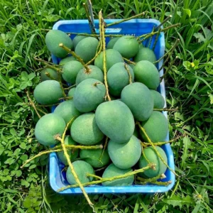 হিমসাগর / ক্ষীরসাপাত আম 30 KG