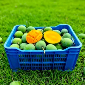 হিমসাগর / ক্ষীরসাপাত আম ২০ KG